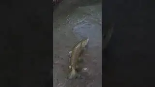 fly fishing a monster 9lb 29
