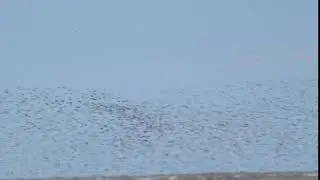 Becasa de Mar Limosa haemastica video