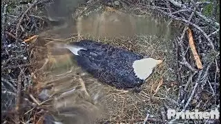 SWFL Eagles ~ M Protects Eggs From Storm ~ Grasses, Drying Wings & COG For Evening 12.9.18