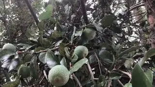 TAIWAN WILD FIG TREE