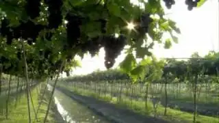 Siam Winery Presentation