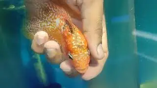 BOX BODY GB KML FLOWERHORN FISH SALE