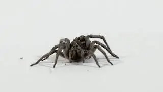 Wolf Spider with spiderlings
