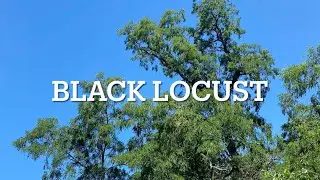 Black Locust: A Native and INVASIVE Tree