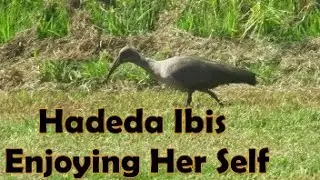 Hadeda Ibis Enjoying Grass Plus The famous Sound