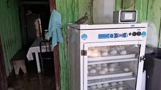 Ovos de pav&atilde;o, Peru, mandarim e fais&atilde;o todos avenda. N&uacute;mero 43 99968-8091 