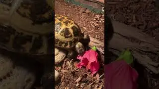 The failed attempt at the end. 😂 💗 tortoise eating hibiscus flower.