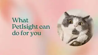 PetInsight