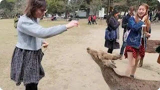 Feeding Deer in Nara, Japan | Evan Edinger Travel