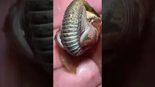 Best Crustaceans