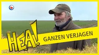 HEA! Ganzen verjagen
