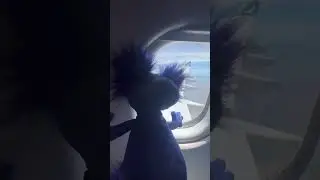 Andi goes on a plane! | #axolotl #andi #airport #travel #funny