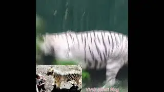 Vijay White Tiger Delhi Zoo #tiger #viral #viralshorts