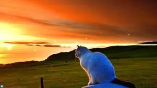 WestJava - Sunset cat (Original)