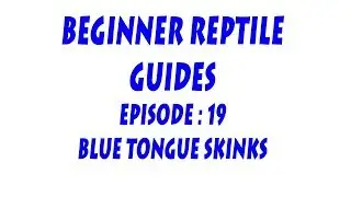 Introducing series : Episode 19 - Blue Tongue Skinks (genus : Tiliqua)