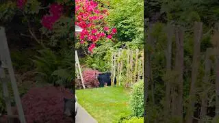 Grizzly bear #grizzlybear #bear #video #canada #britishcolumbia #nature #portmoody #music #travel