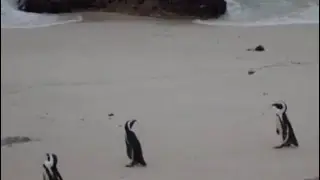 African Penguins at Cape Town - South Africa