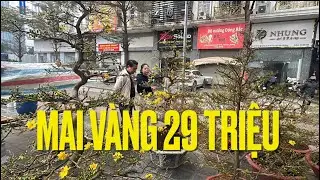 29 TRIỆU - GIAN HÀNG MAI VÀNG KHỦNG ĐẦU TIÊN Ở HÀ NỘI, GIÁ MAI VÀNG CHƠI TẾT 2026