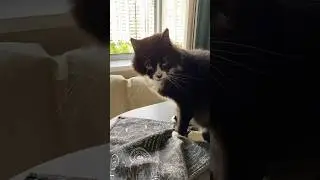 Беги, кусай, дерись (Run, bite, fight)