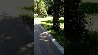 #Сойки_с_синенькими_перышками_сбоку#парк#Нальчик#shorts #video #news #viral #live #games #travel