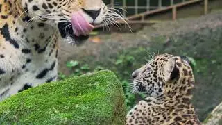 Naissance d&rsquo;un b&eacute;b&eacute; jaguar au Parc des Mamelles