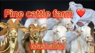 CATWALK AT FINE CATTLE FARM 2023❤️|MASHALLAH SY KIYA JANWAR HAIN😍|HASEEB ARSHAD |