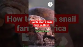 Starting A Snail Farm In Africa Begins Here #farminginafrica #agriculture #shortsfeed #farming