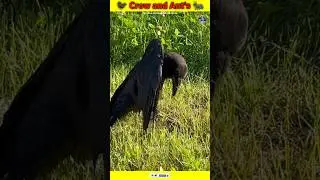 Why Crow Gets Bitten By An Ant 😱😱 #shorts #short #youtubeshorts #crow #ants