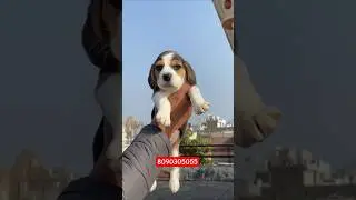 Top Quality Beagle Puppy In Varanasi😍&hearts;️