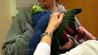 Pbird Amazon parrot gets his 1st wing clip with me at the vet's ... Blue Fronted