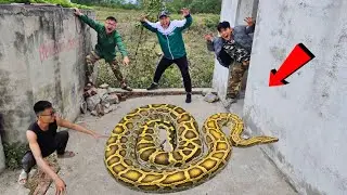 Brave Expert Rescues Young Man From Giant Golden Pythons