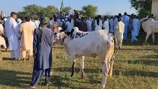 Bull race.......... with desi style
