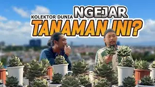 Стоит лишь один раз увидеть &mdash; и ты точно захочешь Agave Titanota!