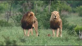 Where Are the Mbiri Male Lions? | Q&A with Matt and Dave