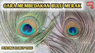 PERBEDAAN BULU MERAK HINDIA VS LOKAL - BUAT REYOG PONOROGO