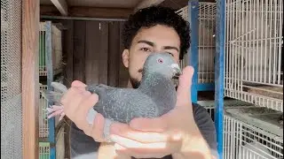 2026 Breeding Season Update | Inside My Racing Pigeon Loft