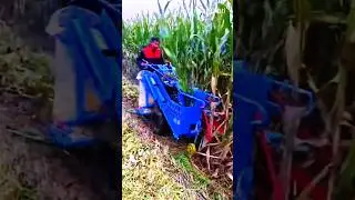 Corn Harvesting/ मक्का फसल की कटाई #cornharvesting #miniharvester #shortvideo #corncrop #unnatkheti