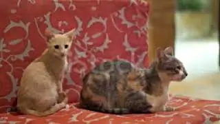 #nocopyright #gratis #bebas KUCING LUCU
