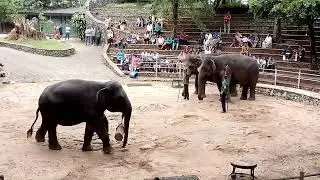 Animal Spot104 || Thai Elephant's Dance