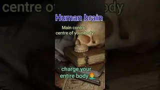 Human Brain|Human Brain anatomy and physiology|Cerebral cortex| #shots #youtubeshots #trending