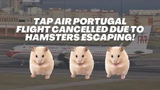 HAMSTERS ON A PLANE?!: TAP Air Portugal Flight Cancelled After 130 Hamsters Escape!
