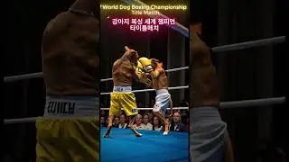 Shorts World Dog Boxing Championship.