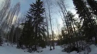 Kallellaan oleva puu 1
