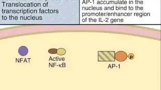 Activation of T Cell Transcription Factors to Regulate Gene Expression