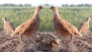 Dakhni teetar ki awaz teetar crossing teetar ki awaz irani teetar dakhni teetar hunting sound