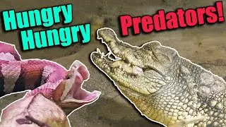 Feeding the PREDATORS at the RAD Zoo! (with Clint's Reptiles!)