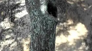tree climbing in sandals