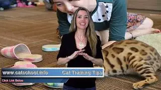 Cat Training Spray - The Best And Worst Ways To Train Your Cat