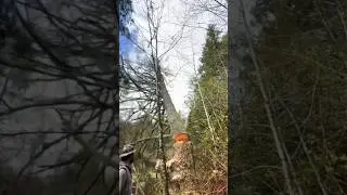 I LEARNED THE VALUE OF HARD WORK #wood #shortsfeed #tree #stihl #chainsaw #viral #shortvideo #shorts