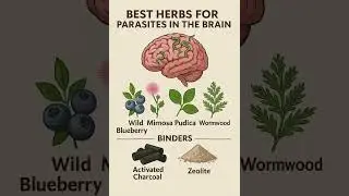 Best herbs for parasites in the brain